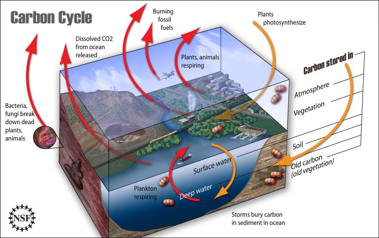 Carbon cycle